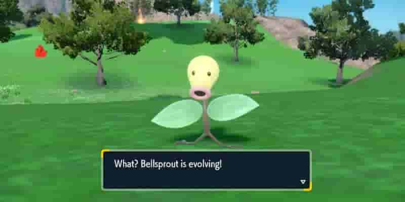 Pokemon Scarlet & Violet: Как получить и развить Bellsprout & Weepinbell