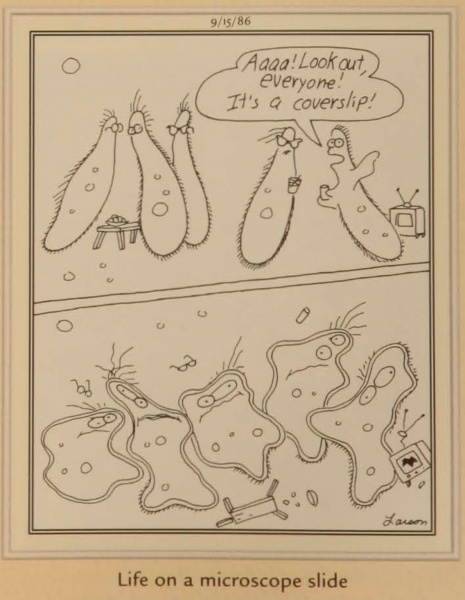 10 лучших комиксов The Far Side с участием амеб, рейтинг