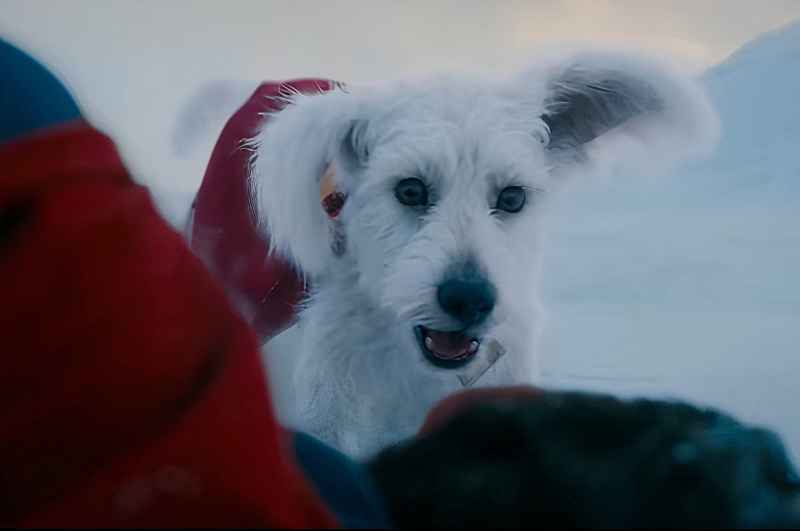  Супермен сыграет мажо Planet's Puppy Bowl 