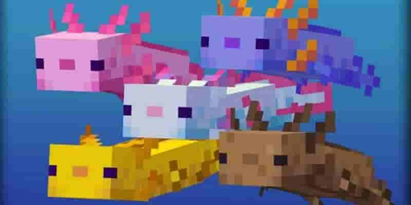 Minecraft: Гайд по локациям и сельскому хозяйству аксолотлей