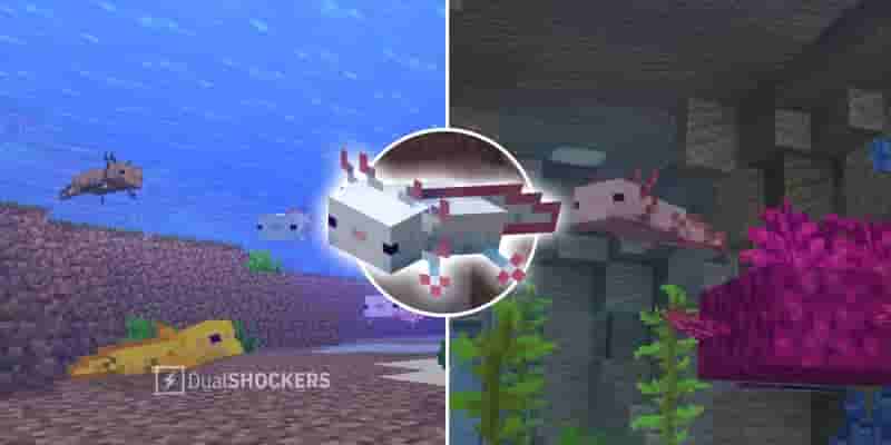 Minecraft: Гайд по локациям аксолотлей и фермерству