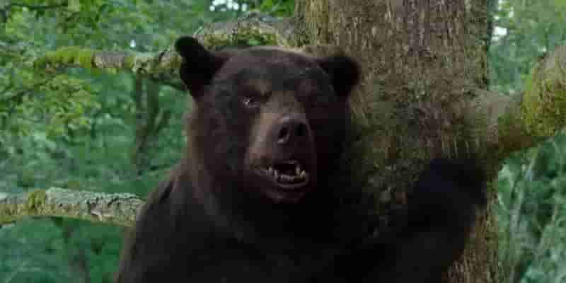 Лучшая сцена Cocaine Bear также иллюстрирует его самый большой недостаток